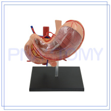 PNT-0458 hot sale 12 parts 4d human stomach model